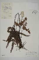 扇葉鐵線蕨藏品圖，第1張