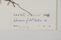 扇葉鐵線蕨藏品圖，第2張