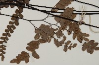 扇葉鐵線蕨藏品圖，第3張