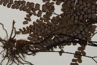 扇葉鐵線蕨藏品圖，第4張