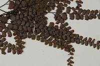 扇葉鐵線蕨藏品圖，第5張