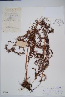 烏蕨藏品圖，第1張