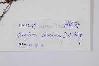 烏蕨藏品圖，第2張