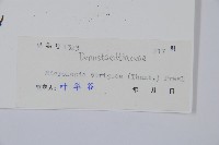 粗毛鱗蓋蕨藏品圖，第2張