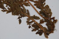 粗毛鱗蓋蕨藏品圖，第5張