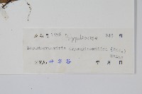 抱石蓮藏品圖，第2張