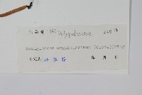 石蕨藏品圖，第2張