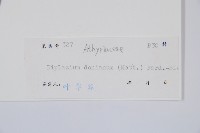細柄雙蓋蕨藏品圖，第3張