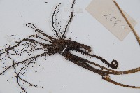 細柄雙蓋蕨藏品圖，第4張