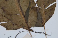 細柄雙蓋蕨藏品圖，第5張