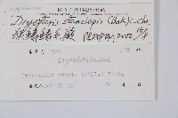 狹鱗鱗毛蕨藏品圖，第2張