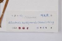 薄蓋短腸蕨藏品圖，第3張