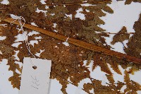 薄蓋短腸蕨藏品圖，第4張