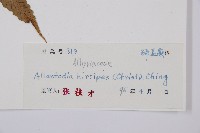 鱗軸短腸蕨藏品圖，第3張