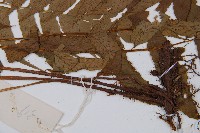 鱗軸短腸蕨藏品圖，第4張