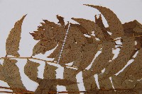 鱗軸短腸蕨藏品圖，第5張