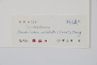 細葉複葉耳蕨藏品圖，第2張