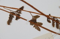 細葉複葉耳蕨藏品圖，第5張