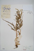 鳳尾蕨藏品圖，第1張