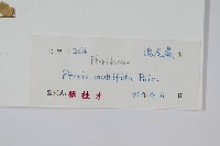 鳳尾蕨藏品圖，第2張