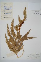 中華複葉耳蕨藏品圖，第1張