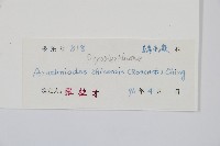 中華複葉耳蕨藏品圖，第2張