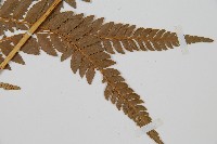 中華複葉耳蕨藏品圖，第3張