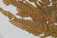 中華複葉耳蕨藏品圖，第4張