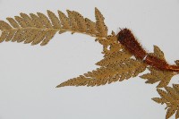 中華複葉耳蕨藏品圖，第5張