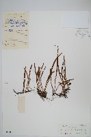 相異石韋藏品圖，第1張