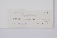 燈龍草藏品圖，第2張