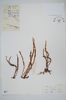 多形石葦藏品圖，第1張