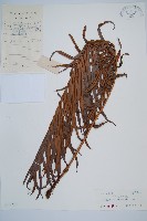 烏毛蕨藏品圖，第1張