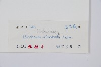 烏毛蕨藏品圖，第2張
