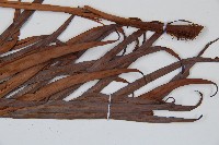 烏毛蕨藏品圖，第3張