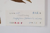 福建蓮座蕨藏品圖，第2張