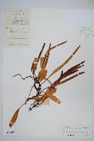 抱樹石葦藏品圖，第1張