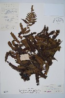 大葉黑桫欏藏品圖，第1張
