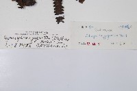 大葉黑桫欏藏品圖，第2張