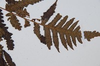 大葉黑桫欏藏品圖，第3張