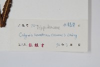 胃葉線蕨藏品圖，第2張