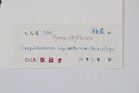 南洋假脈蕨藏品圖，第2張