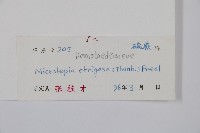 粗毛鱗蓋蕨藏品圖，第2張