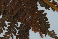 粗毛鱗蓋蕨藏品圖，第3張