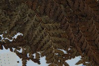 粗毛鱗蓋蕨藏品圖，第4張