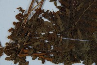 粗毛鱗蓋蕨藏品圖，第5張