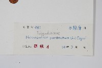 星蕨藏品圖，第2張