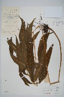 大線蕨藏品圖，第1張