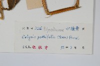 大線蕨藏品圖，第2張