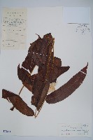 紅色新月蕨藏品圖，第1張